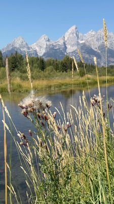 Schwabacher Landing by null