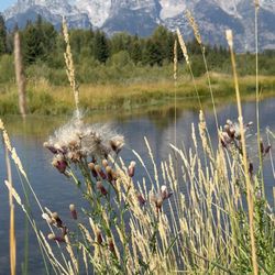 Schwabacher Landing - Lower Schwabacher Landing in Grand Teton National Park | Rees's Roots