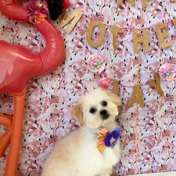 Pup E Cutz - Puppy - Pet Groomers Near Me - Pompano Beach, Florida