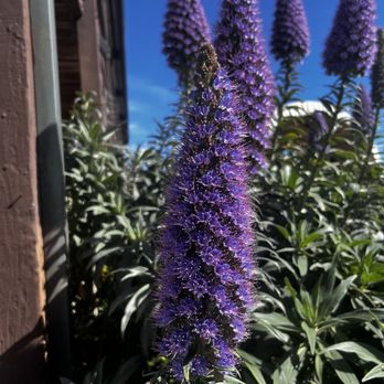 Davenport Roadhouse - These "Pride of Madeira" are beautiful right now - American Near Me - Davenport, California