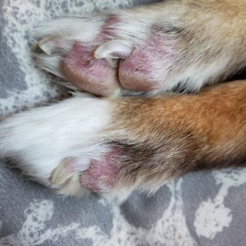 Granite Bay Kennel - paw still healing 2.5 weeks later - Pet Sitting Near Me - Granite Bay, California Granite Bay Kennel - paw still healing 2.5 weeks later - Pet Sitting Near Me - Granite Bay, California