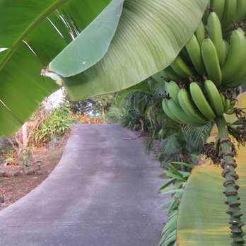 Kona Bayview Inn - The driveway and a banana tree - Bed & Breakfast Near Me - Captain Cook, Hawaii Kona Bayview Inn - The driveway and a banana tree - Bed & Breakfast Near Me - Captain Cook, Hawaii