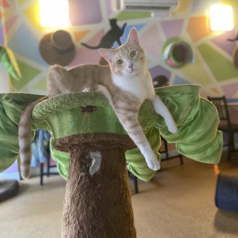 The Cat Cafe - Sweet Flynn on his favorite tree - Coffee & Tea Near Me - San Diego, California The Cat Cafe - Sweet Flynn on his favorite tree - Coffee & Tea Near Me - San Diego, California