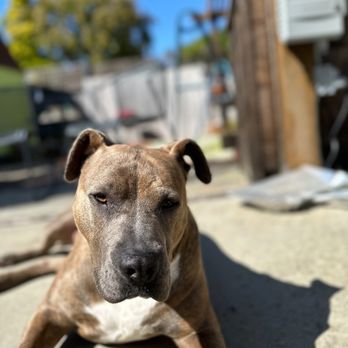 Mudpuppy's Tub & Scrub - Keone the good boy! - Pet Groomers Near Me - Richmond, California Mudpuppy's Tub & Scrub - Keone the good boy! - Pet Groomers Near Me - Richmond, California