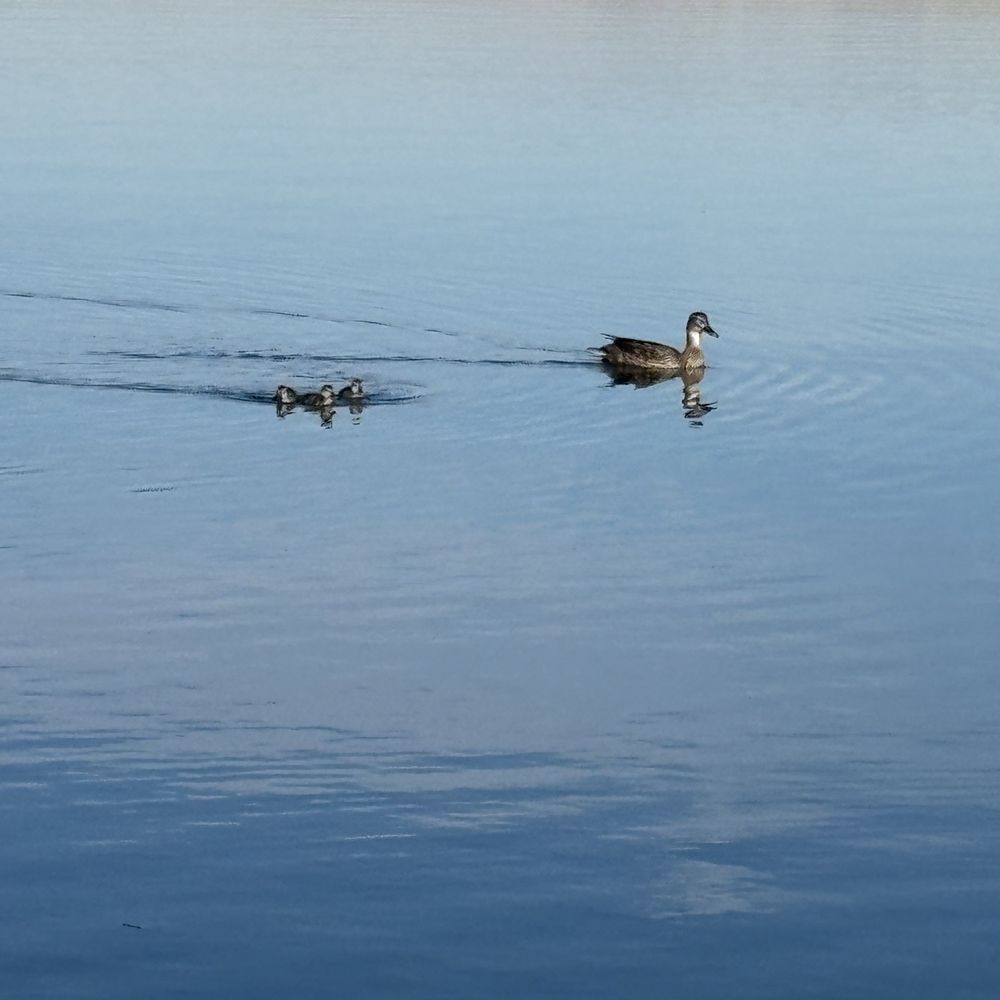 Kingman Wash - Lakes Near Me - Temple Bar Marina, Arizona