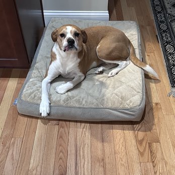 Playtime Pet Resort - Just a cute pup - Pet Sitting Near Me - Exeter, New Hampshire