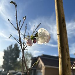 Japanese Cherry blossom baby tree starting blooming as soon as it got planted due to the spring weather Japanese Cherry blossom baby tree starting blooming as soon as it got planted due to the spring weather