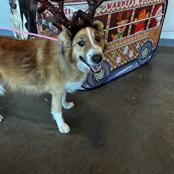 Wag Hotels - Denver - Pet Boarding Near Me - Denver, Colorado Wag Hotels - Denver - Pet Boarding Near Me - Denver, Colorado