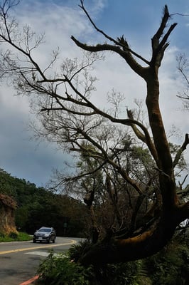 Yangmingshan National Park by null