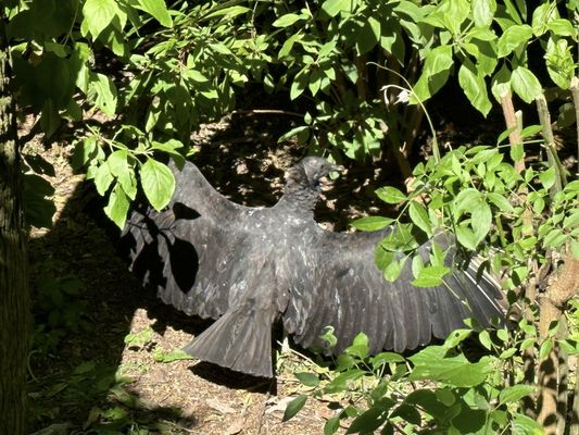 Ellie Schiller Homosassa Springs Wildlife State Park by null