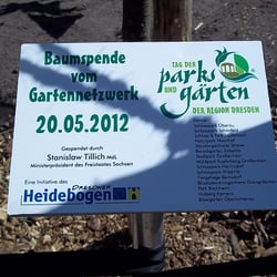 Platanus hispanica - Schloßpark