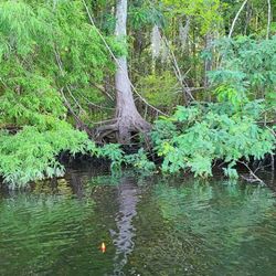 Suwannee Sunshine River Tours
