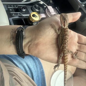 Reptiles N More - Taking my little buddy home with me - Reptile Shops Near Me - Orange, California Reptiles N More - Taking my little buddy home with me - Reptile Shops Near Me - Orange, California