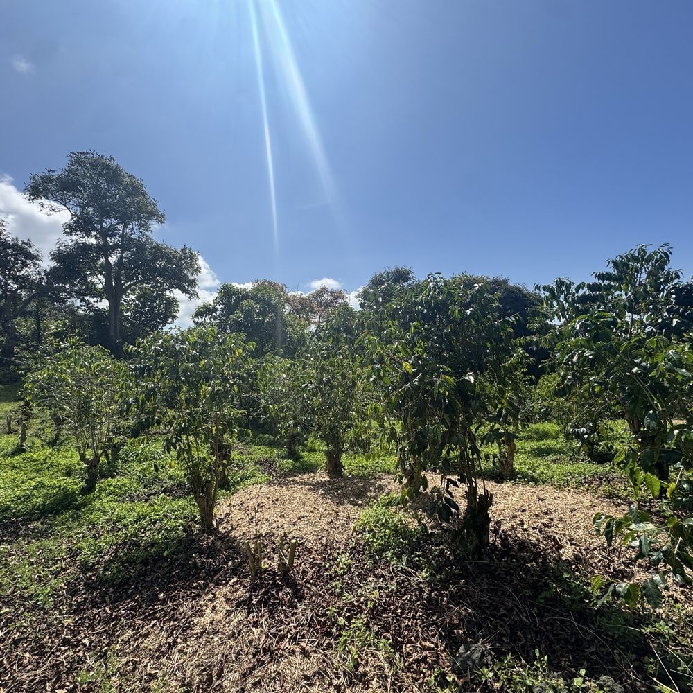 Hala Tree Coffee - Attraction Farms Near Me - Captain Cook, Hawaii Hala Tree Coffee - Attraction Farms Near Me - Captain Cook, Hawaii