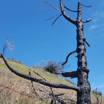 Mount Diablo State Park - Lonesome charred tree - Parks Near Me - Clayton, California Mount Diablo State Park - Lonesome charred tree - Parks Near Me - Clayton, California