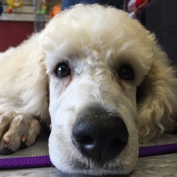 Puppy Kuts - Pet Groomers Near Me - Patchogue, New York
