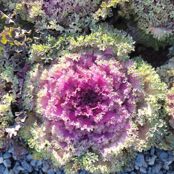Fehr Walter Landscpg - Cool cabbage - Nurseries & Gardening Near Me - Burtonsville, Maryland Fehr Walter Landscpg - Cool cabbage - Nurseries & Gardening Near Me - Burtonsville, Maryland