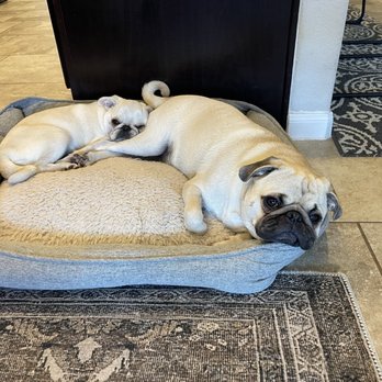 Pug Perfection Puppies - Pet Breeders Near Me