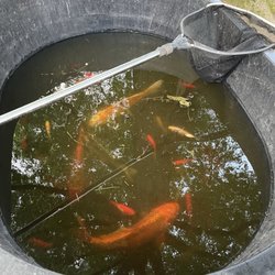 River Bed Builders - Our fish hanging out while the pond is being pressure washed