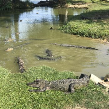Gator Country - Zoos Near Me - Beaumont, Texas Gator Country - Zoos Near Me - Beaumont, Texas