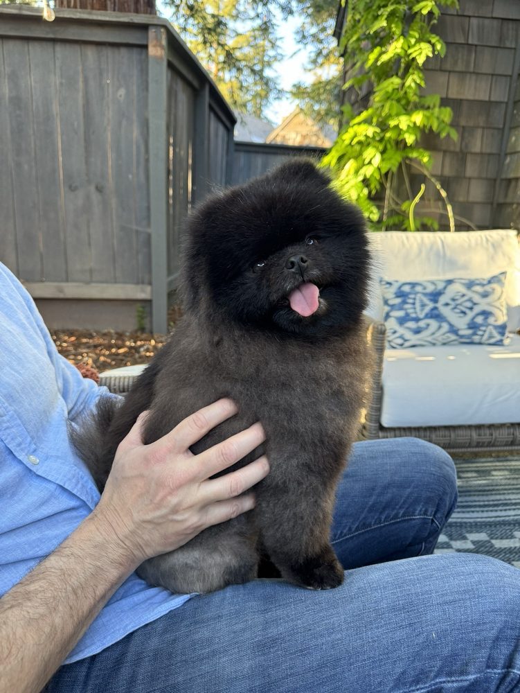 VINEYARD DOG GROOMING Updated June 2024 1216 Church St, St. Helena