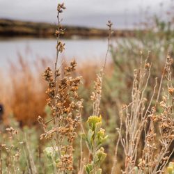 Ancient Lakes - More lovely weeds