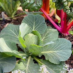Farmyard - Cabbage and Swiss chard