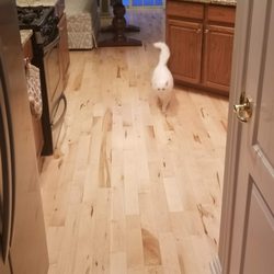 ABC Floors and More - Muskoka Maple hardwood - natural finish Our kitty Belle loves them!