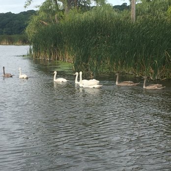 BayCreek Paddling Center - A family of swans guided us - Outdoor Gear Near Me - Rochester, New York