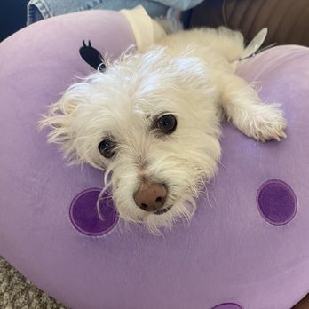 Mimo - University Heights - Happy, fluffy pup! - Pet Groomers Near Me - San Diego, California Mimo - University Heights - Happy, fluffy pup! - Pet Groomers Near Me - San Diego, California