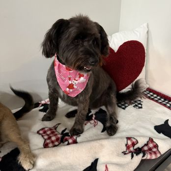 Furry Land Reno - Pet Groomers Near Me Furry Land Reno - Pet Groomers Near Me