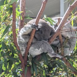Wild Life Sydney - Koala