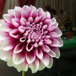 Culver City Garden Club