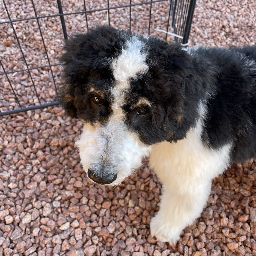Comfy Cuts Grooming - After... REALLY?  HORRIBLE cut by Chrissy @ Comfy Cuts - Pet Groomers Near Me - Mohave Valley, Arizona