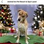 Photo of Animal Inn Pet Resort & Spa