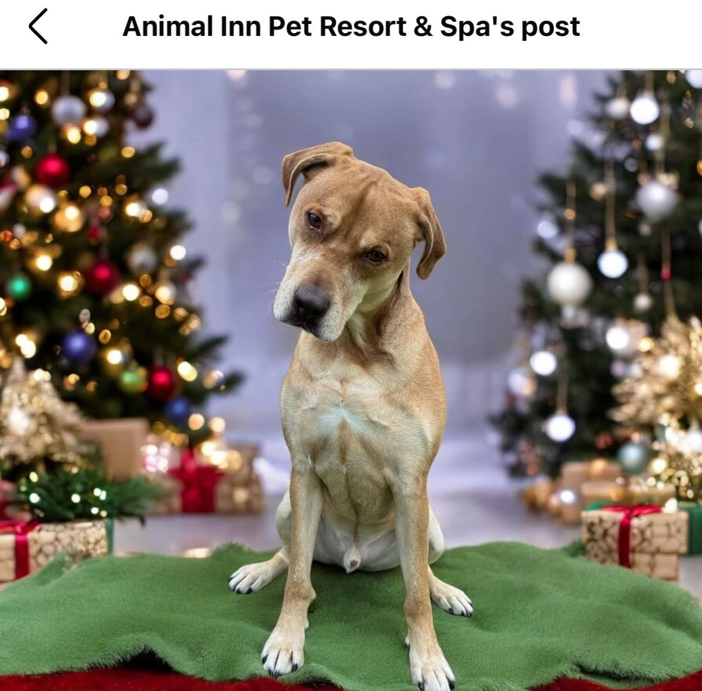 Animal Inn Pet Resort & Spa - pet boarding facility in Lake Elmo, MN