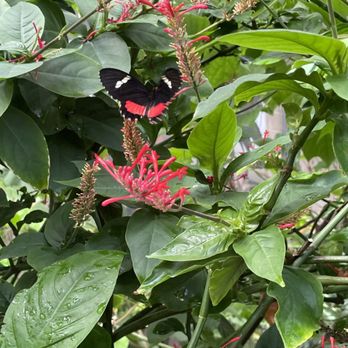 Butterfly Pavilion - Many of these flying around - Museums Near Me - Westminster, Colorado