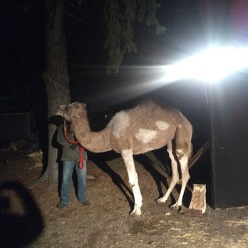 Grace Bible Church - The Living Nativity Event: The camel! - Churches Near Me - Newfane, New York