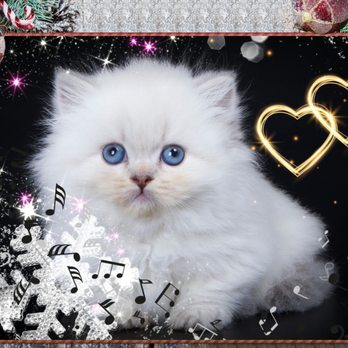Pint Size Katz Cattery - Pet Breeders Near Me - Surrey, British Columbia Pint Size Katz Cattery - Pet Breeders Near Me - Surrey, British Columbia