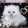 Photo of Pint Size Katz Cattery