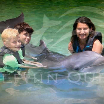 Dolphin Quest - Family photo op - Tours Near Me - Waikoloa, Hawaii Dolphin Quest - Family photo op - Tours Near Me - Waikoloa, Hawaii