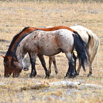 Tread 'n' Trails - Historical Tours Near Me - Cody, Wyoming Tread 'n' Trails - Historical Tours Near Me - Cody, Wyoming