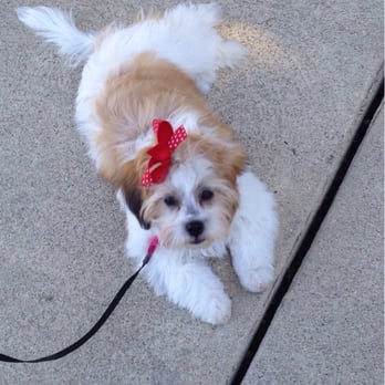 Wags Doggie Salon - Pet Groomers Near Me - Upland, California