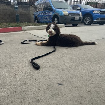 Epic Dog Academy - Pet Training Near Me - Temecula, California