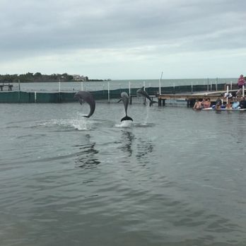 Dolphin Research Center - Tours Near Me - Marathon, Florida Dolphin Research Center - Tours Near Me - Marathon, Florida