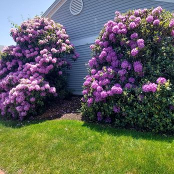 Avon Country Deli - purple flowers in front of a house - Delis Near Me - Avon, Connecticut Avon Country Deli - purple flowers in front of a house - Delis Near Me - Avon, Connecticut