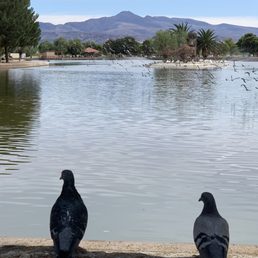 Pigeons!