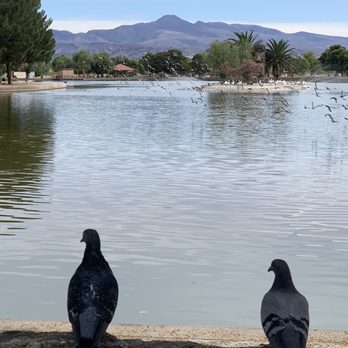Sunset Park - Pigeons! - Dog Parks Near Me - Las Vegas, Nevada