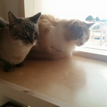KitTea - Smudgie and Paws - Pet Adoption Near Me - San Francisco, California