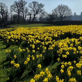 Longleat Safari Park - Abundant daffodils - 4/17/2026 - Zoos Near Me - Warminster, WIL Longleat Safari Park - Abundant daffodils - 4/17/2026 - Zoos Near Me - Warminster, WIL